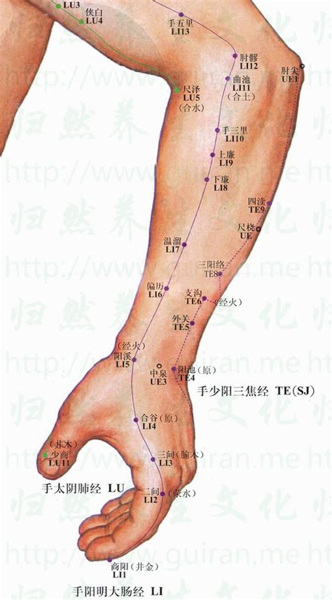 陽西穴|陽溪(陽溪穴):名稱釋義,功能作用,定位,解剖,主治,操作,臨床運用,配。